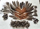 Large Lot Of Various Natural Peacock Feathers For Multi-purpose Art   Crafts