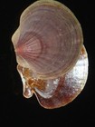 453 Adamussium Colbecki 77 6mm Choice Important Natural Seashell Rare Beauty