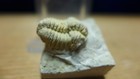 Geological Enterprises Silurian Fossil Trilobite Calymene Celebra Illinois