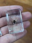 Spiny Spider  Preserved In Lucite Resin  Bug Taxidermy Insect Oddity 