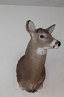 Whitetail Deer Head Shoulder Mount Taxidermy Mount Antler Hunt Rack Mule Hide