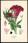 1896 Edward Step Top Original Antique Flower Red Cock s Comb  Amaranth  2 Prints
