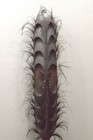 Papua New Guinea Mask Ancestor Totem Mask Statue Tambanum Village Sepik River