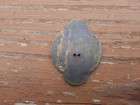 Brass Brothel Slug All Night Token Kates Place Whiskey Row Prescott Old West Bar