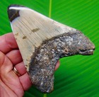 Megalodon Shark Tooth Real Fossil 4 42      Sharks Teeth Big Huge 