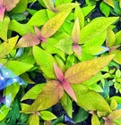 Hygrophila Siamensis   Buy3get1free   Live Aquatic Plants