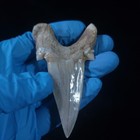 Natural Shark Fossil Teeth Rare Otodus Obliquus Tooth Marine Megalodon Fossils