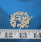   Rissoina Shells    micro    100   Ivory   Shellcraft   Sailor s Valentines  