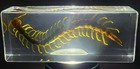 4 3  Real Large Black Centipede In Clear Lucite Resin Science Education Specimen