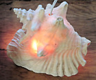 Vintage Mcm Conch Shell Seashell Night Light Electric Lamp Works Ocean Decor