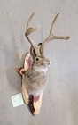 New Jackalope Mount taxidermy deer Mount antlers craft hunting art fishing gift