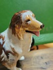 Australian Shepherd Darrenkamp Blaze 314 1000 Ron Hevener