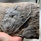 1650 Grams Of Fossils Of Crinoid From The Guanling Biota In Guizhou