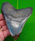4 65    Megalodon Shark Tooth Real Fossil - Deep Colors - Heavy - 9 2 Oz   