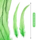 50 Pcs Natural Rooster Coque Tail Feathers 10-12  Fruit Green Diy Costume Crafts