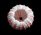 Sea Urchin- Coelopleurus Maillardi 48mm- Big  Size   