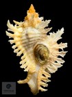Chicoreus Riverai Petuch   Berschauer  2026     44 7mm Tsc 0498 W o