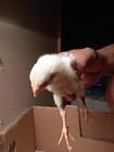 6  Indio Gigante Hatching Eggs  The World Tallest Chicken Breed