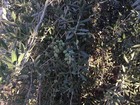 Olives  Manzanilla Olives Green Raw California Valley   Olives For Curing