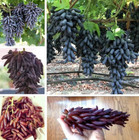 50 Black Finger Grape Seeds Vitis Vinifera Organic Fruit Seed Heirloom