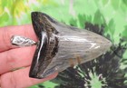 Megalodon Sharks Tooth Pendant Polished Beauty Fossil Sharks Teeth