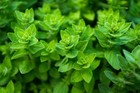 Oregano Common Italian Heirloom 2000  Seeds 100  Organic Non Gmo Grown In Usa