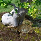 Turtle Figurine Home Decor Garden Statue Sculpture Cute Small Resin Statue For