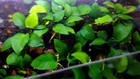  buy 2 Get 1 Free  Anubias Barteri Easy Live Fish Tank Aquatic Aquarium Plants    