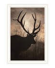 Elk Sunrise White Framed Print Wall Art