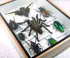 Real Insect Taxidermy Display Framed Box Butterfly Art Entomology Specimens  05