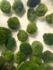 1 Marimo Moss Balls 1 25-1 75inch Live Plant Aquarium Tank Usa Seller Fast Ship