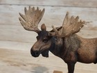 Schleich Male Bull Moose 2016 Wildlife Animal Figure Toy W  Stand