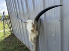 Longhorn Steer Skull 4 Feet 8 Inches Wide Polished Horns Bull Horn Cow Head