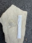 Sea Scorpion Eurypterid Head Fossil   Ridgemount Quarry Ontario   Silurian E3