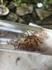 Tetramorium Bicarinatum 2 Ant Queens With 20  Workers And Brood