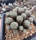 Rare Live House Plant Pelecyphora Aselliformis Wysiwyg Self Rooted Boutique 