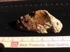 Gorgeous Old Stock Hubbard Basin Petrified Wood Polished 333 Grams Lot  hb1