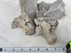 3 Mosasaur Clidastes Vertebrae In Matrix Still Excavation Tx Ozan Fossil  2