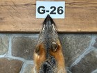 Liquidation Sale - Real Gray Fox Pelt  Hide  Commercial Tanned  Slight Damage