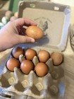 Welsummer Hatching Eggs Npip Certified 1 2 Dozen 2 Hens Choice 