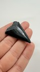Great White Shark Tooth Fossil Real Shark Teeth Fossils
