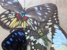 Butterflies Decorative Real Asian Insects Vtg 1960s Colorful Painted Lady Crafts