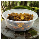Combo Deal   100  Party Mix Isopods And 8oz Springtails   Free Shipping  