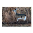 Montana Decoy Dreamy Doe Whitetail Deer Decoy