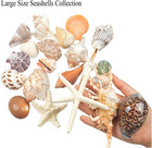 21 Pcs Large Sea Shells Mixed Ocean Beach Seashells Various Sizes Natural Decor