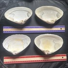 Natural Witch   s Seashell  Ocean Altar Decor  Ritual Offering wicca 4pcs  Lot 11