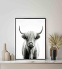 Highland Cow Unframed Art Prints Posters 14 X 11 Inch Black
