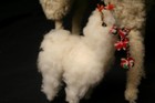 Lot Of 2 Peruvian Llama Figures 13    5  Tall Real Alpaca Pelts Great Condition