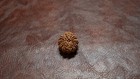 Mutifaced 10 Mukhi Rudraksha Single Bead From Nepal