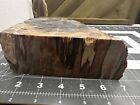 Polished Petrified Wood Slab Display Specimen - 4 Lbs 6 2 Oz - Stunning Colors